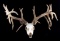 Large Non-Typical Whitetail Deer European Mount