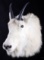 Montana Mountain Goat Taxidermy Shoulder Mount