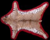 Montana Trophy Bobcat Taxidermy Rug