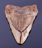 Ancient Megalodon Tooth Fossil