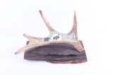 Carved Montana Moose Antler w/ Ironwood Base