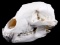 Montana Black Bear Skull