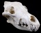 Montana Timber Wolf Taxidermy Skull