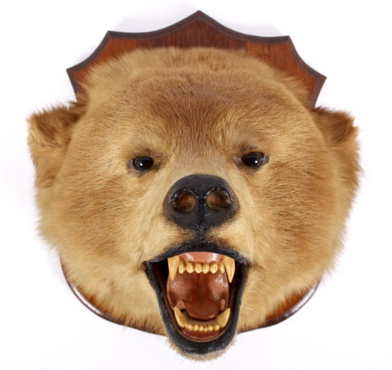 Montana Brown Bear Head Taxidermy Mount