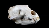 Montana Black Bear Skull