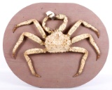 Taxidermy Alaskan King Crab Real Shell Wall Mount