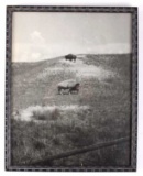 Early Montana Buffalo Photograph