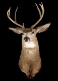 Montana Trophy 8-Point Buck Shoulder Mount
