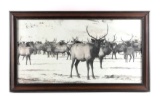 Original K.F. Roahen Yellowstone Elk Photograph