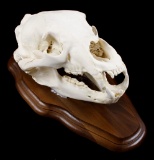 Large Montana Black Bear Trophy Taxidermy Skull