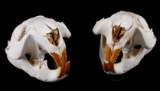 Two Montana Taxidermy Beaver Skulls