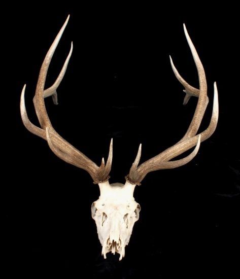 Large Montana 6x6 European Bull Elk Mount