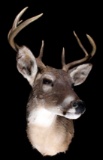 Montana Whitetail Deer Taxidermy Shoulder Mount