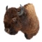 HUGE Boone & Crockett American Bison Wall Mount