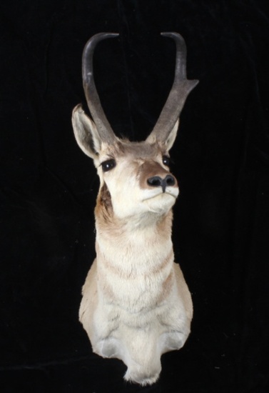 Montana Pronghorn Taxidermy Trophy Shoulder Mount