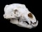 Montana Black Bear Taxidermy Skull