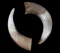 Large Light Colored Steer Horns