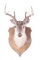 4x4 Montana Mule Deer Taxidermy Shoulder Mount
