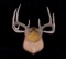 5 X 5 Trophy White Tail Antler Wall Mount