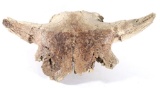 Fossilized Montana Occidentalis Buffalo Skull