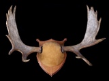Alaskan European Moose Rack Trophy Rack