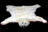 Excellent Polar Bear Taxidermy Rug Mount