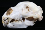 Alaskan Trophy Kodiak Brown Bear Taxidermy Skull