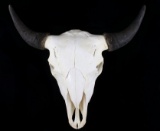 Great American Trophy Montana Buffalo Skull