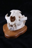 Montana Mountain Lion Taxidermy Skull