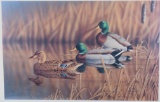 Afternoon Mallards By Richard Clifton