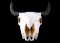 Great American Buffalo Montana Trophy Skull