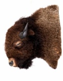 Montana Great American Buffalo Shoulder Mount