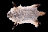 Montana Taxidermy American Badger Hide