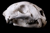 Montana Trophy Bobcat Skull