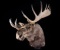 Alaskan Trophy Bull Moose Shoulder Wall Mount
