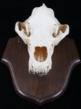 Alaskan Trophy Kodiak Brown Bear Taxidermy Skull