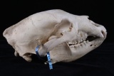 Washington Taxidermy Trophy Black Bear Skull