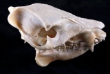 Domestic Pig/ Wild Boar Taxidermy Skull