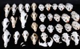 Collection of Beaver, Coyote & Badger Skulls