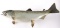 Montana Caught Bull Trout Professional Taxidermy