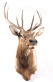 Montana Rocky Mountain 4x4 Elk Shoulder Mount