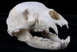 1995 Saskatchewan Black Bear skull Taxidermy