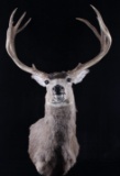 Montana Mule Deer Trophy Taxidermy Shoulder Mount