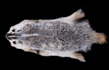 Montana Taxidermy American Badger Hide