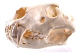 Professional Taxidermy African Male Lion Skull