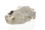 Trophy Alaskan Brown Bear Taxidermy Skull