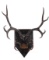 Montana 4x4 White Tail Deer Shield Mount Pair