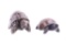 South African Steatite Tortoise & Turtle Pair