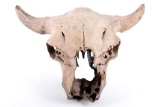 Montana Petrified Bison Occidentalis Skull
