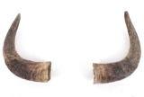 Montana Buffalo Bison Shed Horn Pair